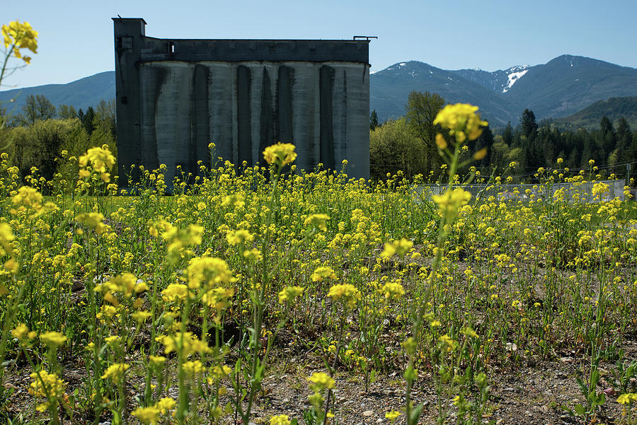 Concrete Silos and Yellow Wildflowers Photograph by Tom Cochran