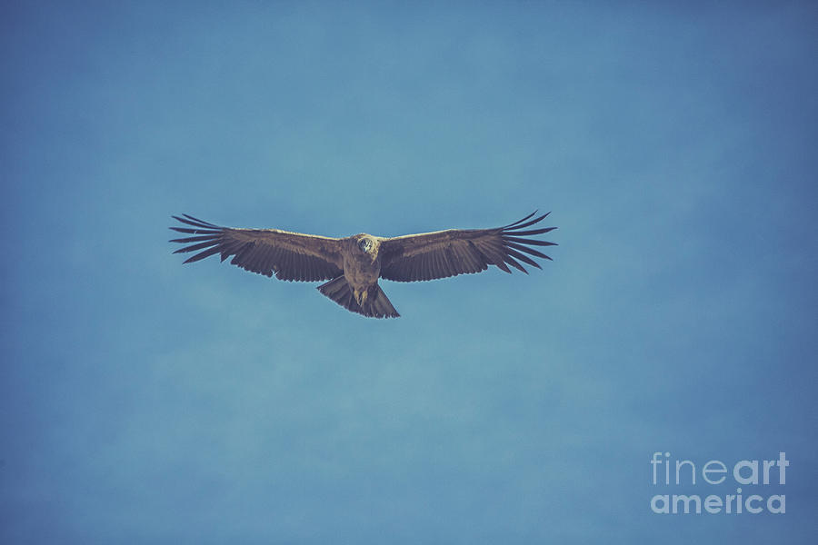 Condor flying Photograph by Patricia Hofmeester