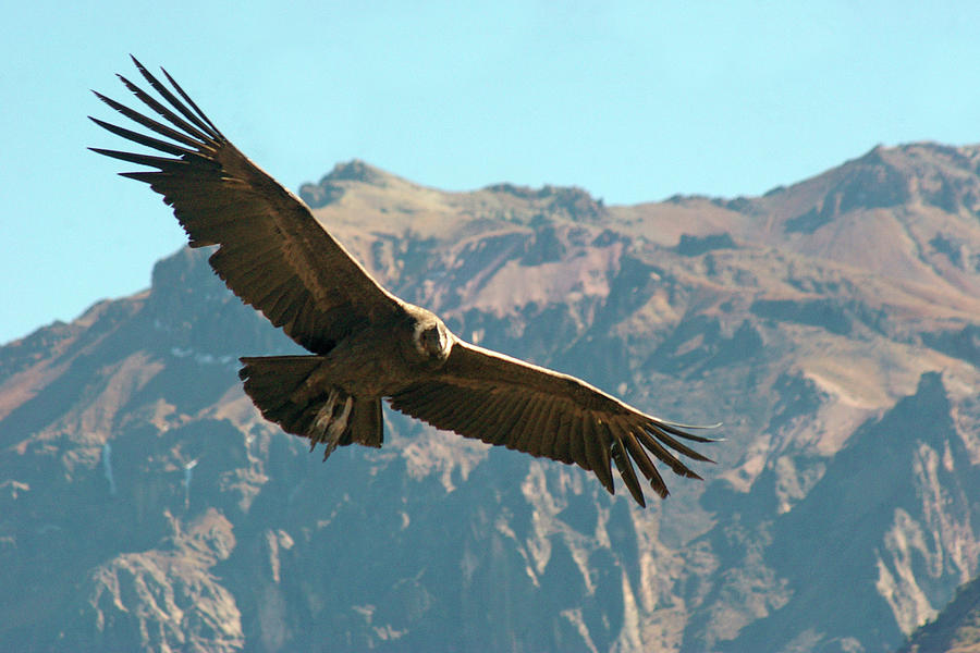 Condor In Flight Photograph by Photography By Jessie Reeder
