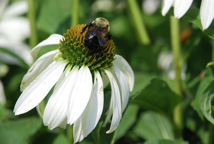 Cone Flower And Honey Bee Photograph by Ee Photography