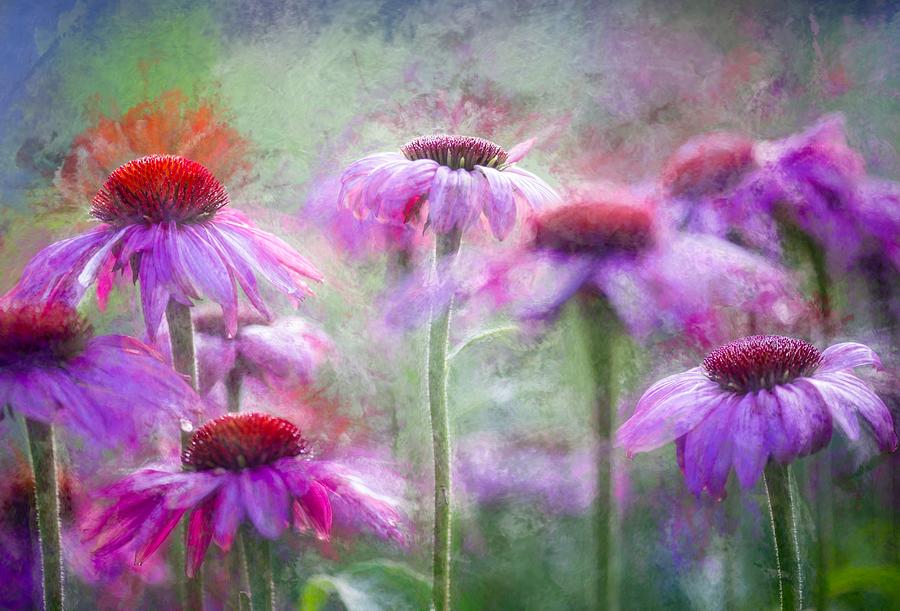 Flower Photograph - Cone Flowers In The Morning Light by Ulrike Eisenmann