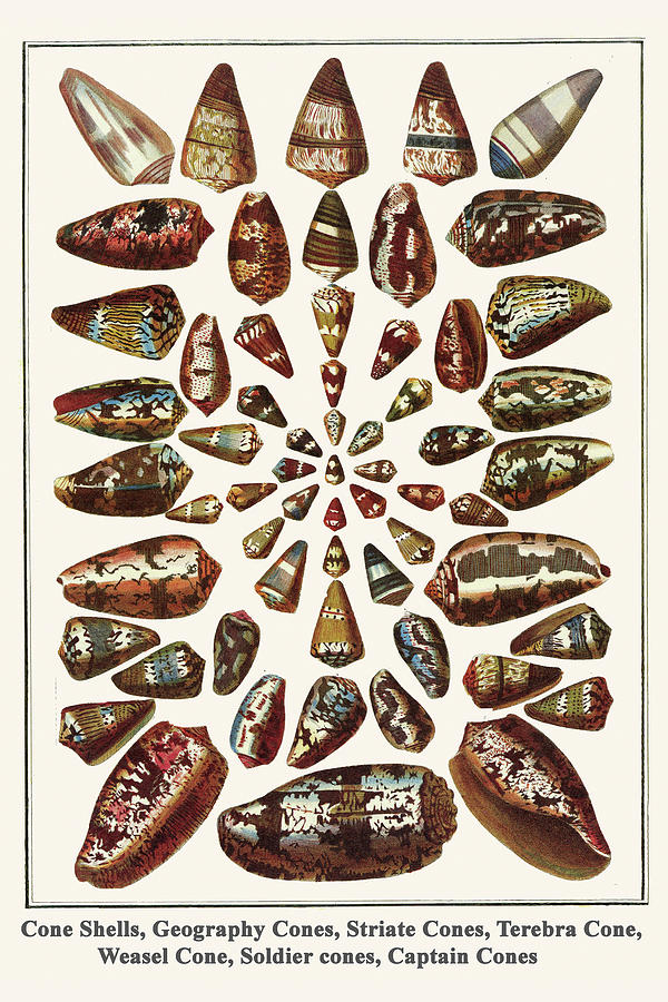 Cone Shells, Geography Cones, Striate Cones, Terebra Cone, Weasel Cone, Soldier cones, Captain