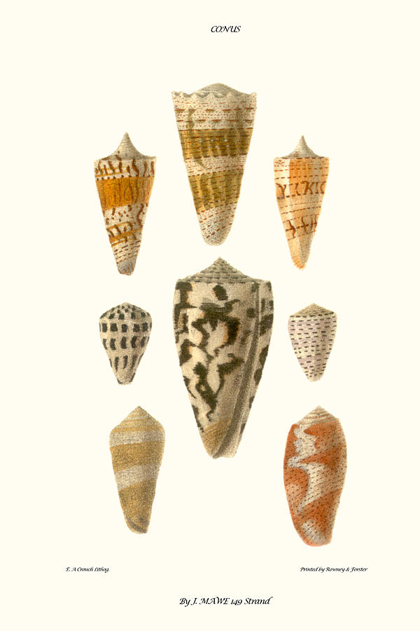 Cone Shells Painting by John Mawe Cone Shells Painting by John Mawe