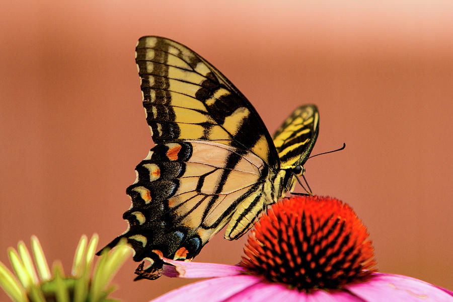 Nature Photograph - Coneflower and Butterflies by Pete Federico Nature Photograph - Coneflower and Butterflies by Pete Federico