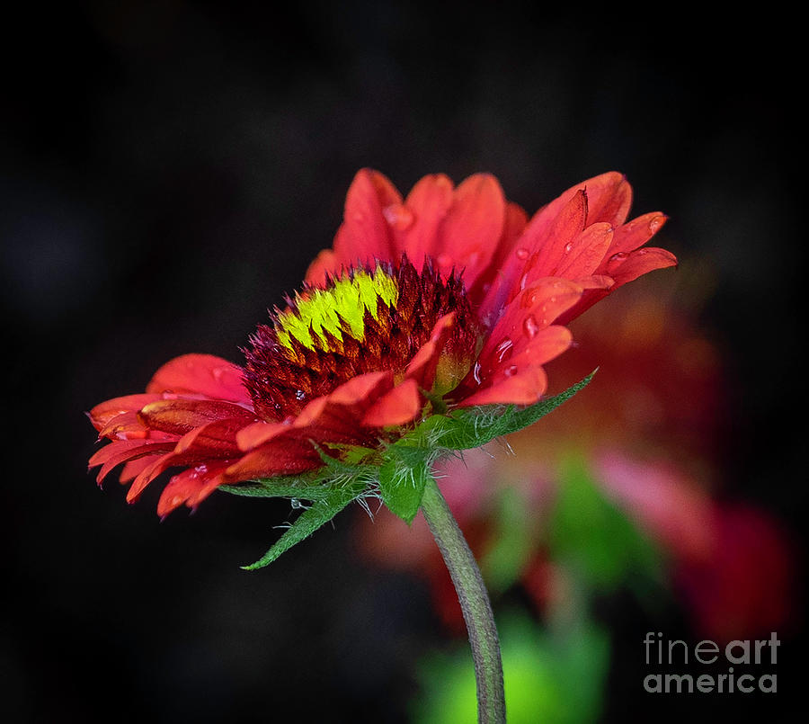 Coneflower by Cathy Donohoue Coneflower by Cathy Donohoue