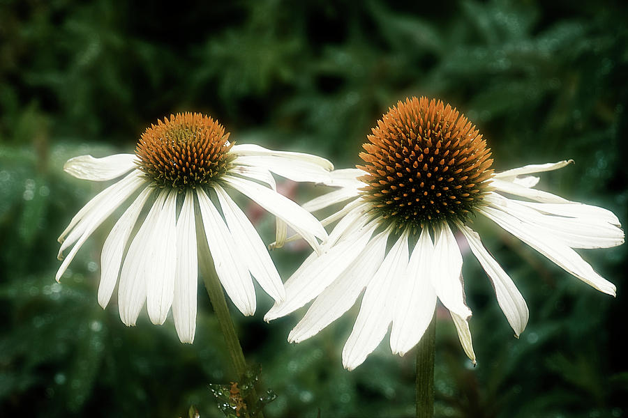 Coneflower Duo Photograph by Catherine Reading