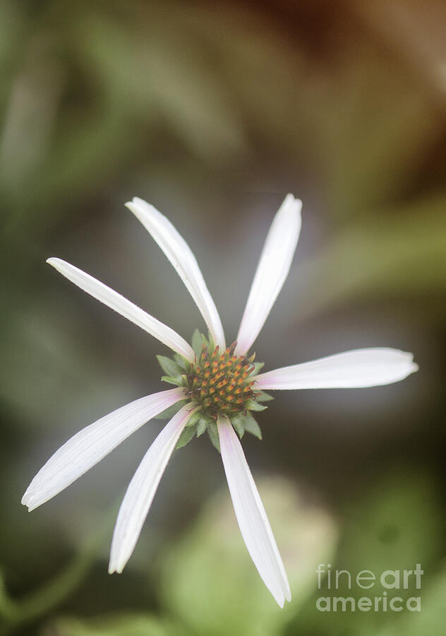 Coneflower (echinacea Sp. pretty Parasols) Blooming Photograph by Maria Mosolova/science Photo Library Coneflower (echinacea Sp. pretty Parasols) Blooming Photograph by Maria Mosolova/science Photo Library