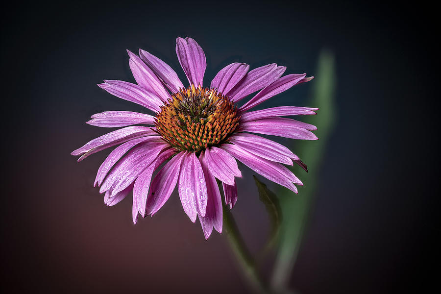Coneflower Photograph by Fred J Lord