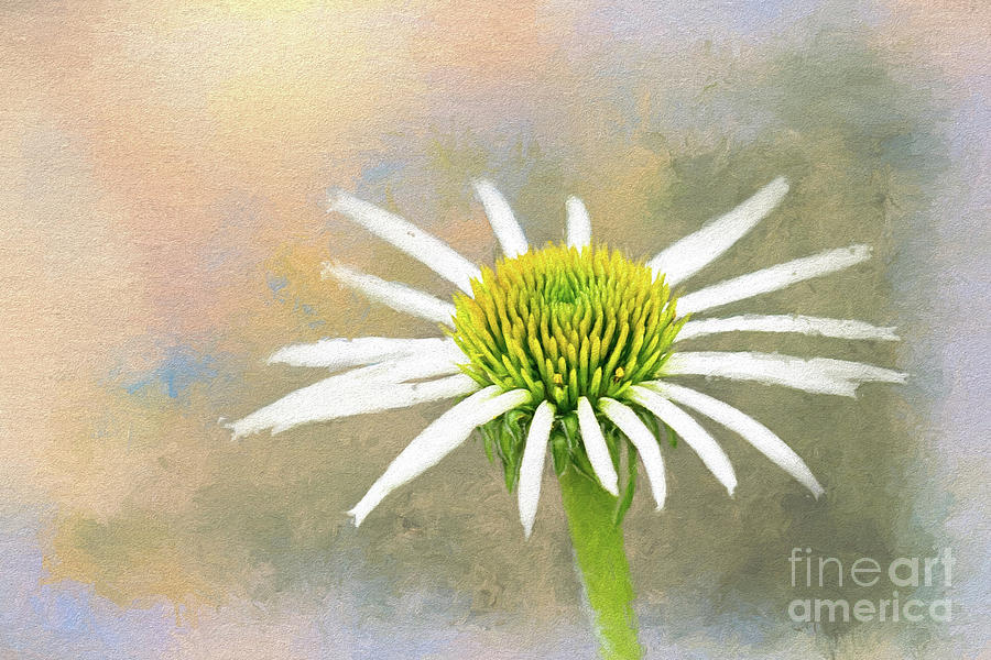 Nature Digital Art - Coneflower In Morning Light by Sharon McConnell