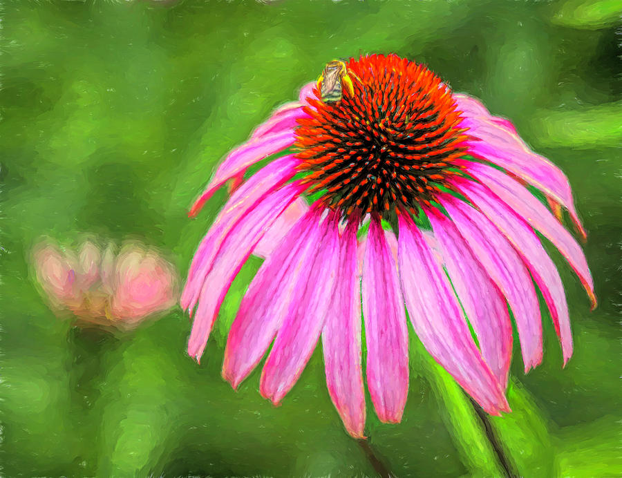 Coneflower Painted Photograph
