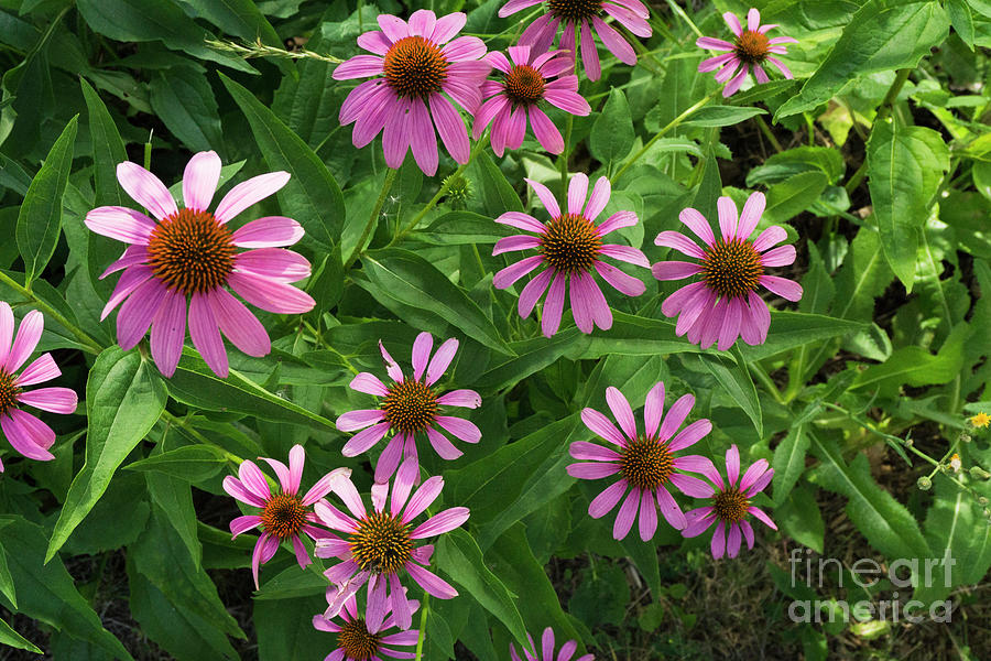 Coneflower patch by Randall Saltys Coneflower patch by Randall Saltys
