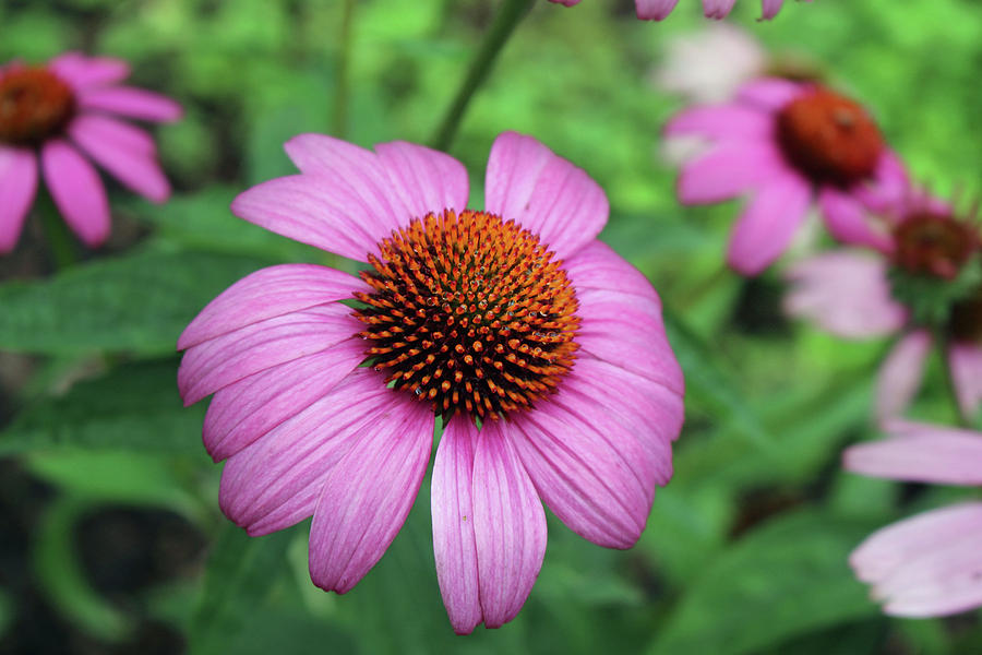 Coneflower - Primadonna Deep Rose 02 Photograph by Pamela Critchlow ...