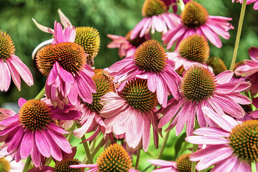 Coneflower by Randy Bayne Coneflower by Randy Bayne