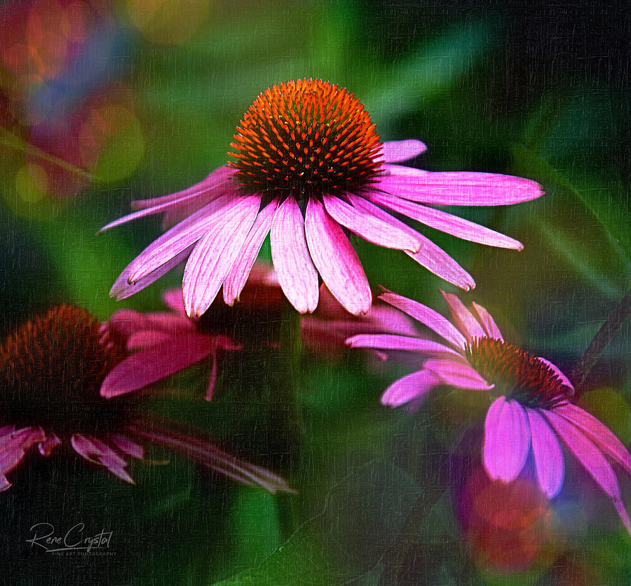 Coneflower Says Can You See Me Now? Photograph by Rene Crystal