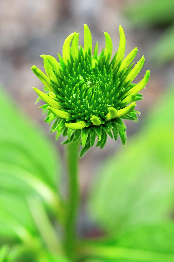 Budding Photograph - Coneflower Starting To Bloom by Lisa S. Engelbrecht