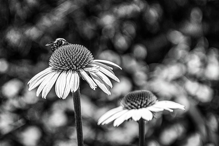 Atlanta Photograph - Coneflower With Bee Bw by Randy Bayne Atlanta Photograph - Coneflower With Bee Bw by Randy Bayne