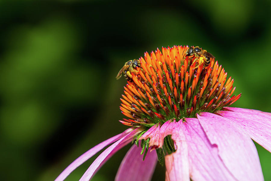 Coneflower with Bees by Randy Bayne Coneflower with Bees by Randy Bayne