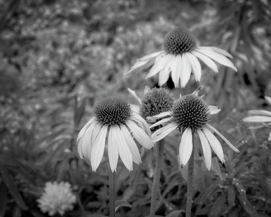 Coneflowers in Monochrome Photograph by Catherine Reading