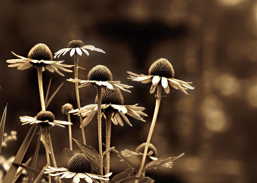 Coneflowers In Sepia Photograph by Janice Lin