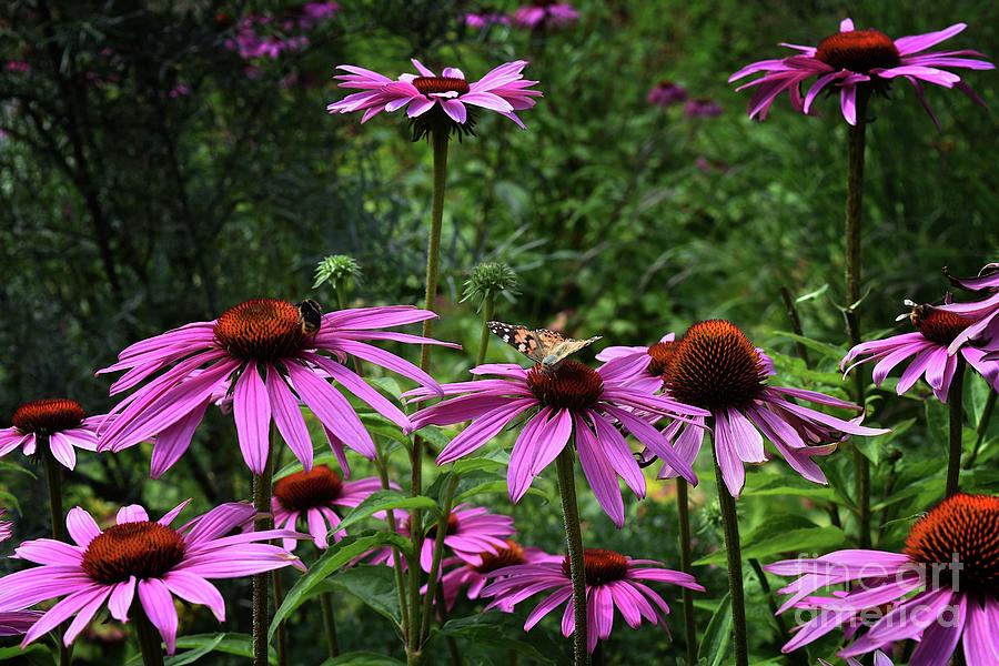 Coneflowers Photograph by Yvonne Johnstone