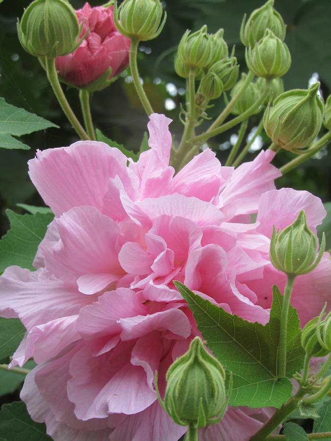 Confederate Rose Photograph by Sheila Quick - Fine Art America