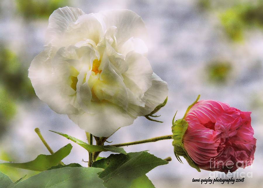 Confederate Roses Photograph by Tami Quigley