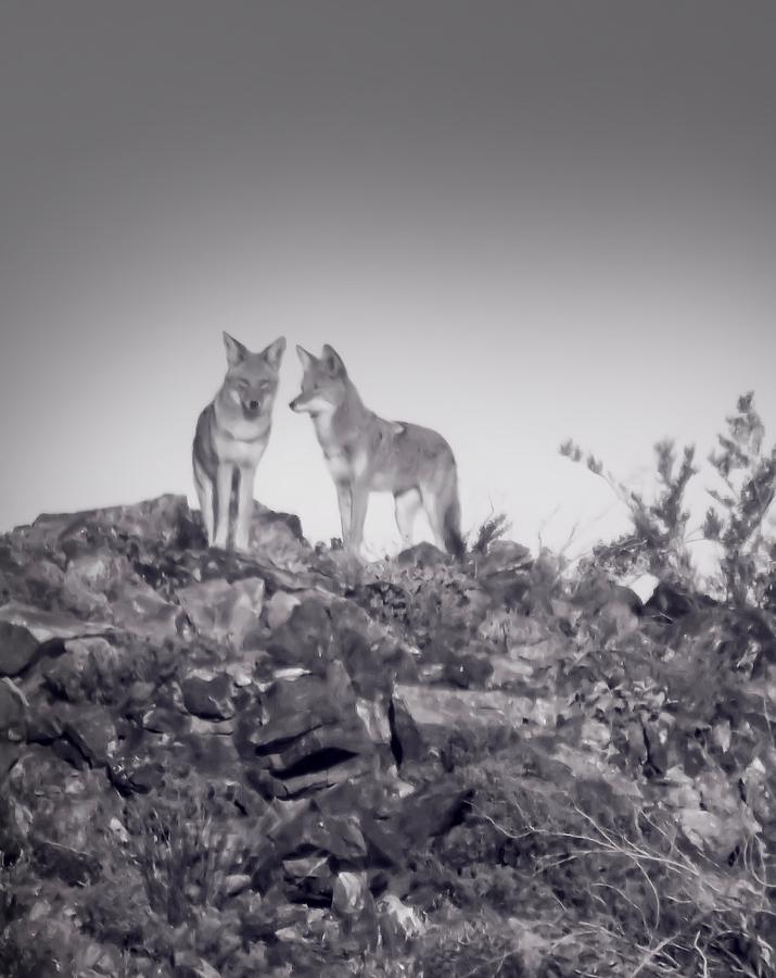 Conferring Coyotes Photograph by Judy Kennedy