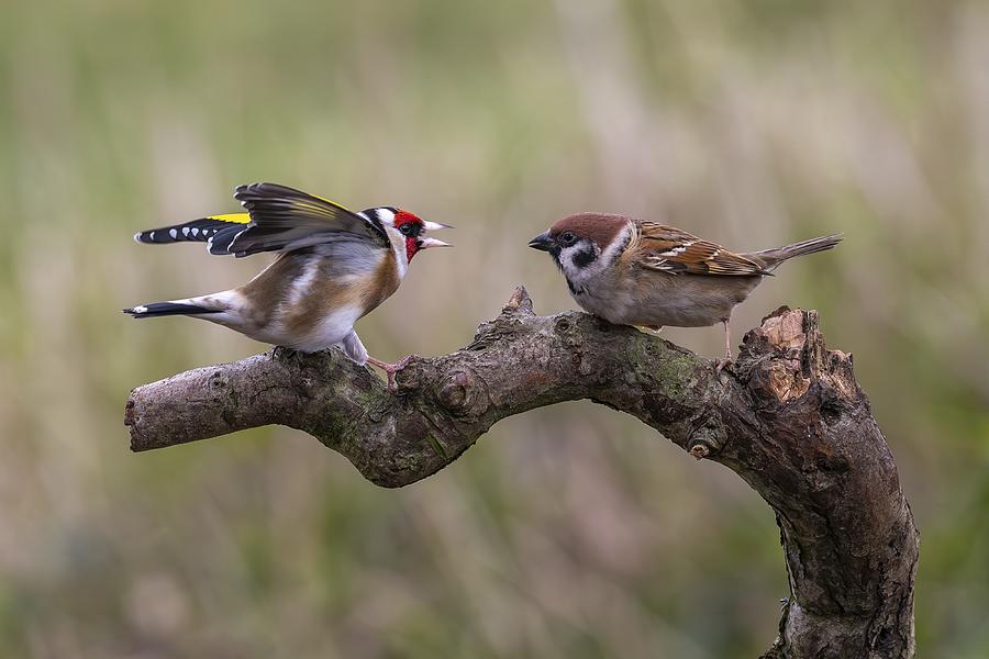 Sparrow Photograph - Confrontation by Ray Cooper