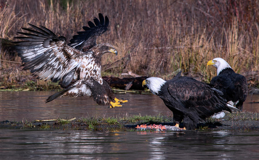 Bird Photograph - Confrontation by Rory Siegel