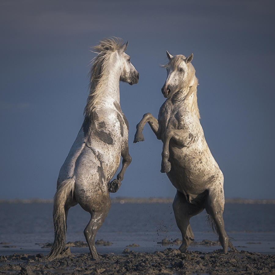 Horse Photograph - Confrontation by Rostovskiy Anton