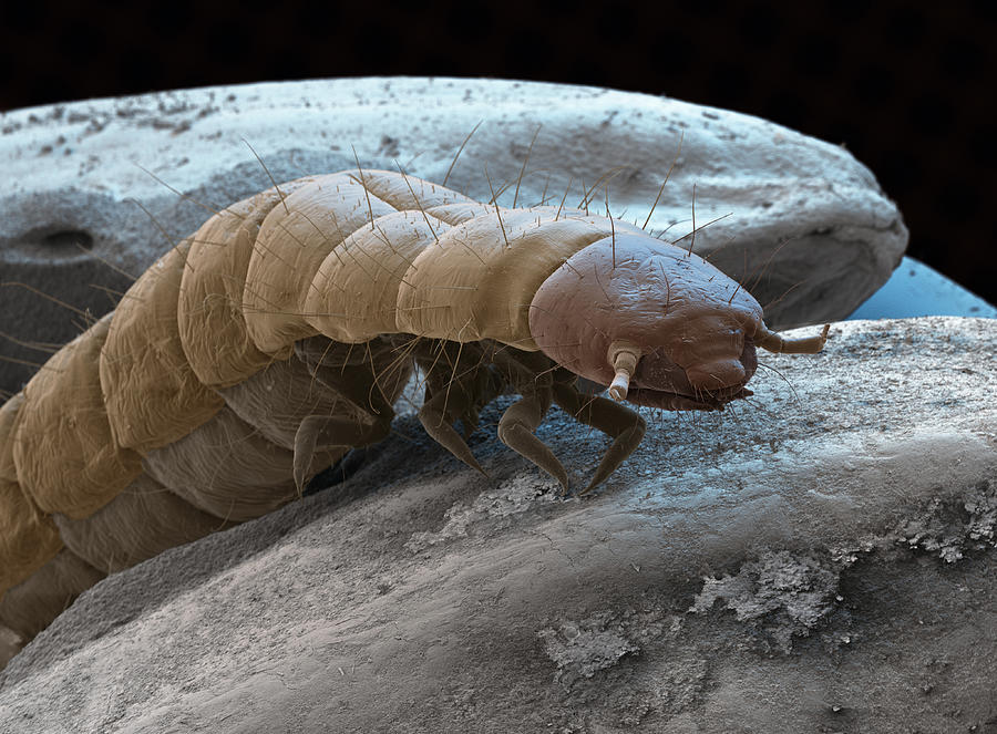 Confused Flour Beetle Larva Sem Meckesottawa 