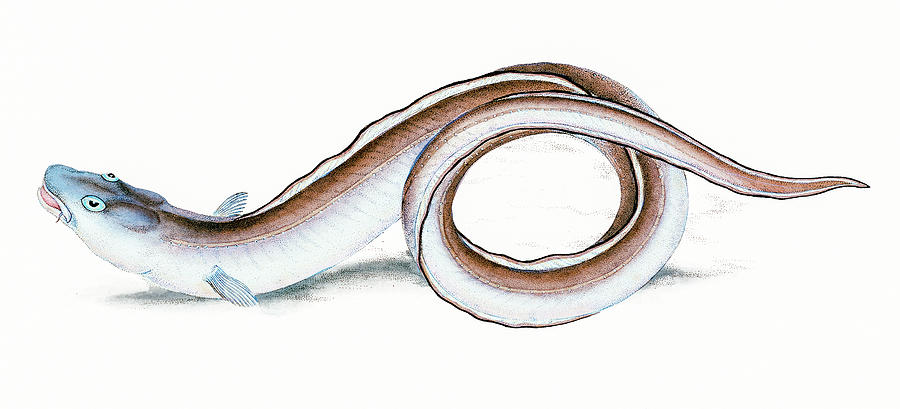 Conger Eel  Drawing by David Letts