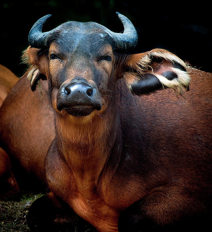 Congo Buffalo Photograph by Photo By Steve Wilson