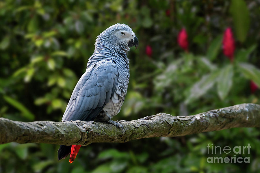 Congo Grey Parrot Photograph by Arterra Picture Library