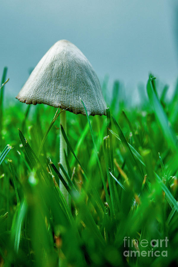 Conical Mushroom 0335 Photograph by Alan Look - Fine Art America