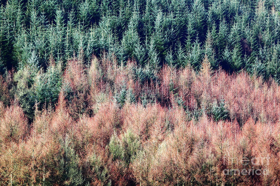 Conifer and Larch Colors and Textures Photograph by James Brunker