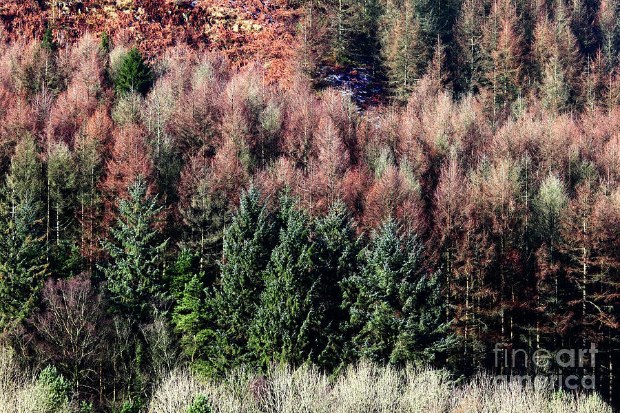 Conifer and Larch Tree Textures Photograph by James Brunker