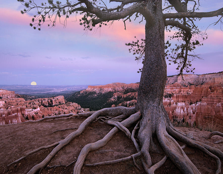 Conifer And Moon, Bryce Canyon National Park, Utah Photograph by Tim Fitzharris