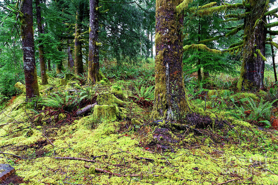 Conifer forest understory close up yellow green moss covering gr Photograph by Robert C Paulson Jr