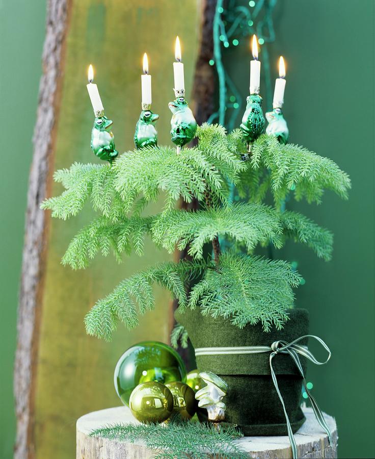 Conifer In Pot With Green Felt Cover Decorated With Baubles & Christmas Tree Candles Photograph by Matteo Manduzio