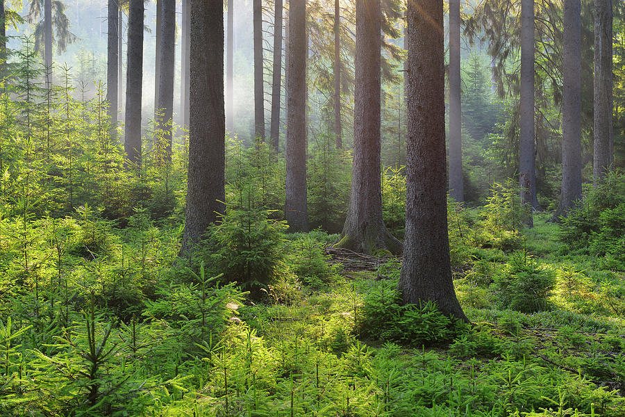 Coniferous Forest In The Morning Photograph by Raimund Linke