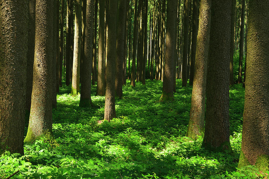 Coniferous Forest Photograph by Raimund Linke