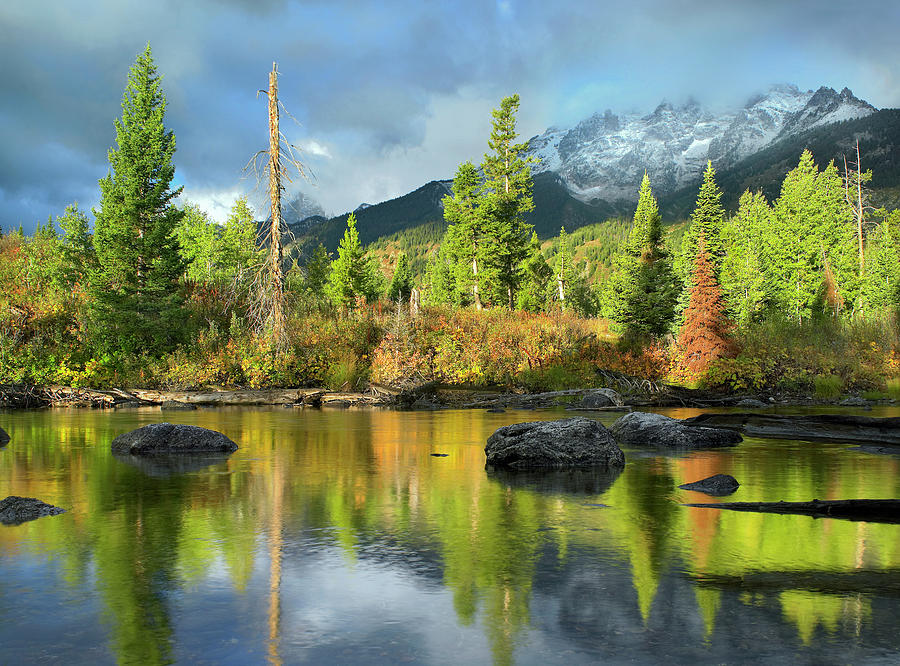 Conifers Along River, Mt Saint John by Tim Fitzharris Conifers Along River, Mt Saint John by Tim Fitzharris
