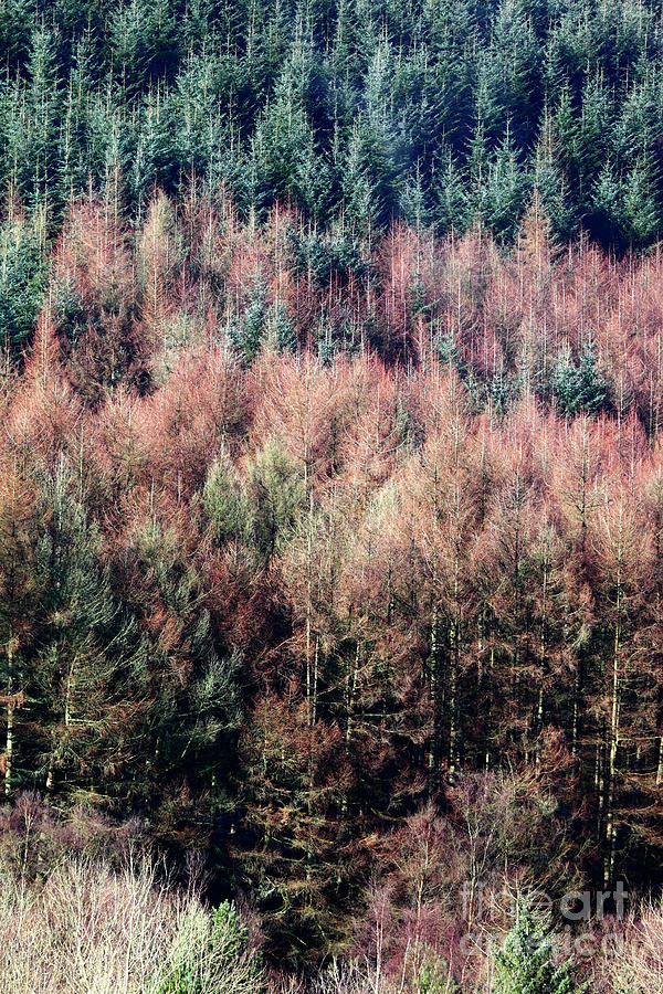 Conifers and Larch Trees Photograph by James Brunker