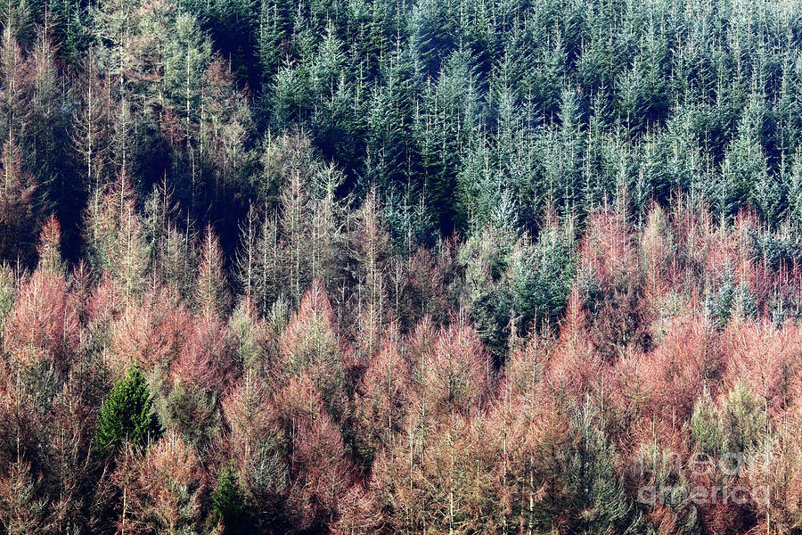 Conifers and Larches Textures and Colours Photograph by James Brunker