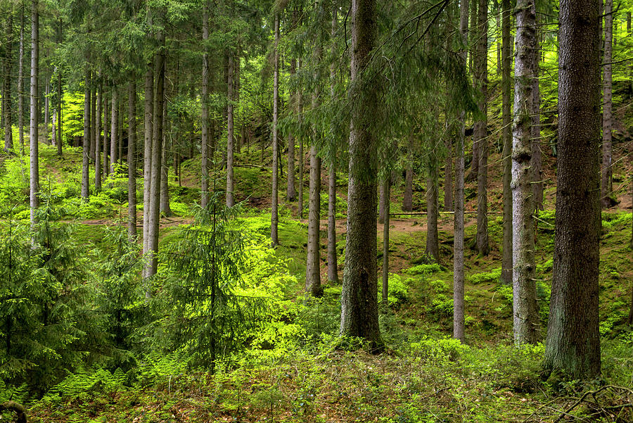 Conifers In The Silberbachtal, Teutoburg Forest, North Rhine-westphalia, Germany Photograph by Axel Ellerhorst
