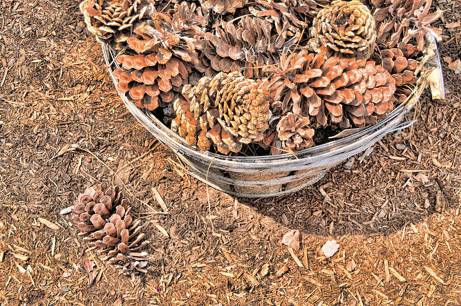 Fruit Photograph - Conifers by JAMART Photography