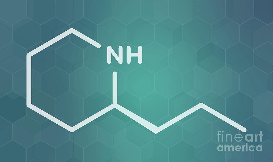 Coniine Herbal Toxin Molecule Photograph by Molekuul/science Photo Library