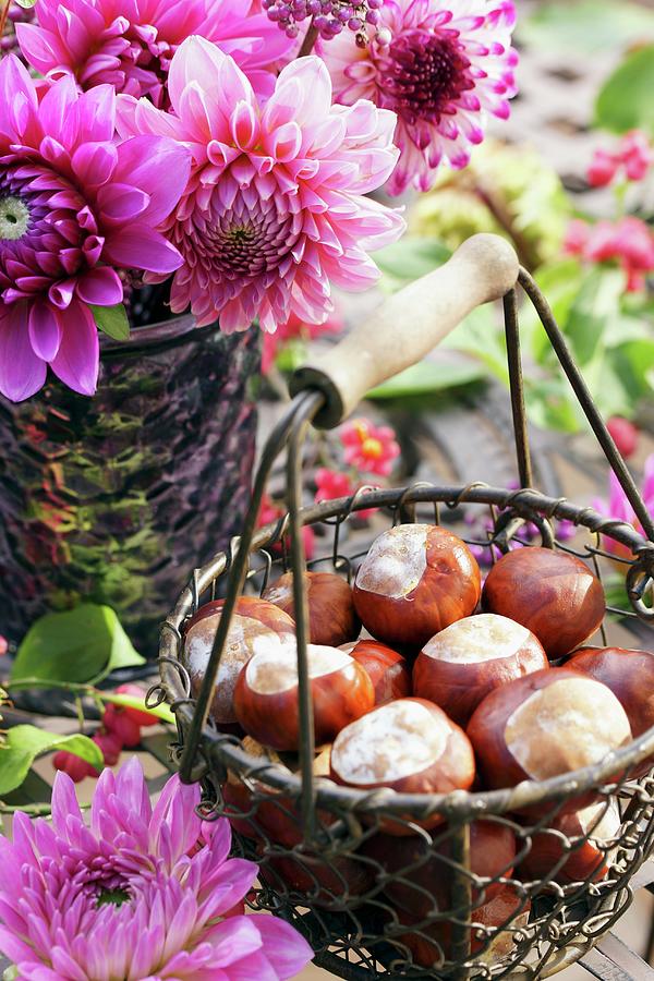 Conkers In Wire Basket With Wooden Handle In Front Of Bouquet Of Pink Dahlias In Garden Photograph by Angelica Linnhoff