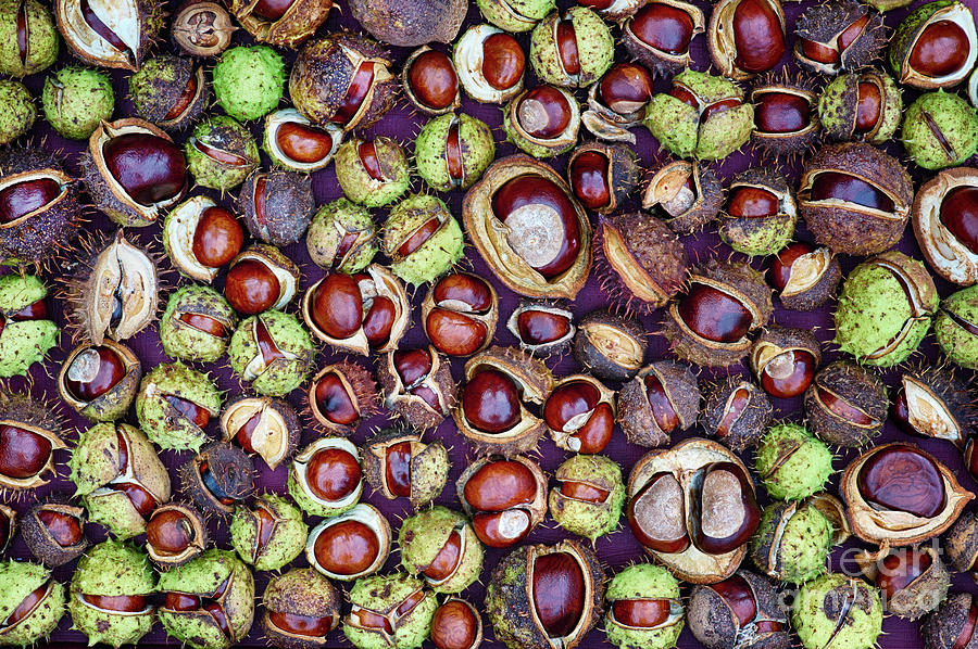 Conkers Photograph by Tim Gainey